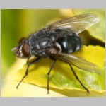 Muscidae sp - Echte Fliege 06a 8mm.jpg